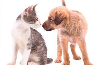 Village Veterinary Kitten Puppy Care