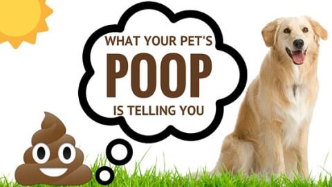 Get the Scoop: What Your Pet's Poop is Telling You