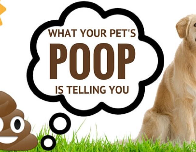 Get the Scoop: What Your Pet&#039;s Poop is Telling You